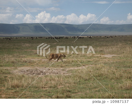 ライオン 10987137