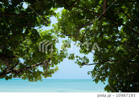 沖縄の海 10987183