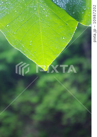 殺菌作用を持つホオの葉 10987202