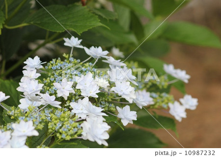 ガクアジサイ（墨田の花火）０３ 10987232