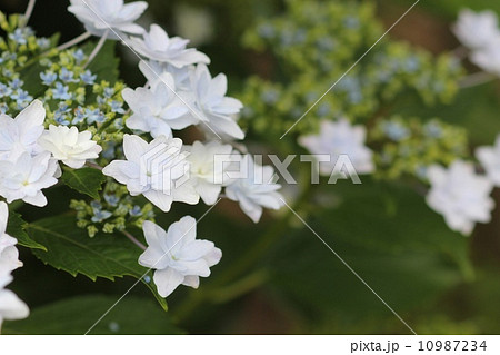 ガクアジサイ(墨田の花火)05 ガクアジサイ(墨田の花火)05 10987234