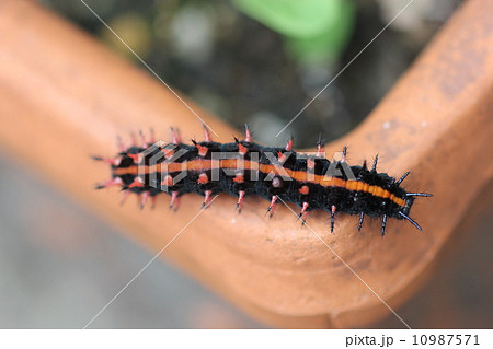 ツマグロヒョウモンの幼虫０１ 10987571