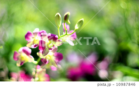 Orchid Orchid 10987846