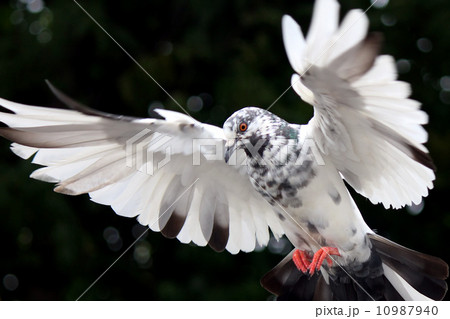 Flying Dove 10987940