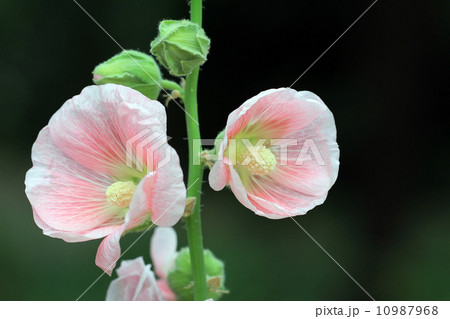 hollyhock 10987968