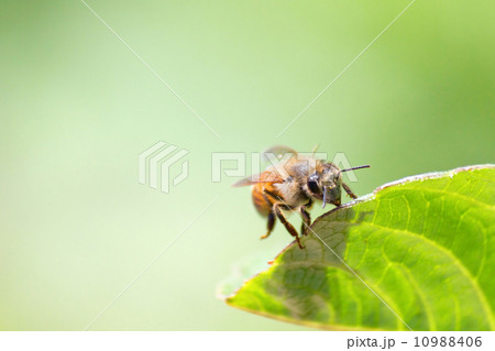 Honeybee Honeybee 10988406