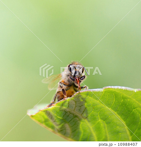 Honeybee Honeybee 10988407