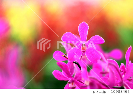 Orchid 10988462