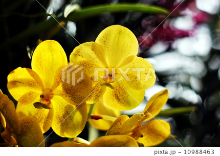 Orchid 10988463
