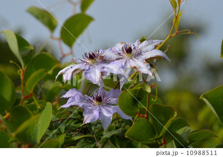 カザグルマ 10988511