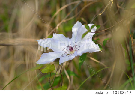 カザグルマ　 10988512