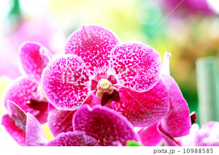 Orchid Orchid 10988585