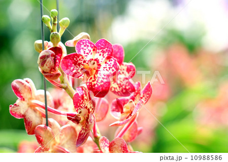 Orchid 10988586