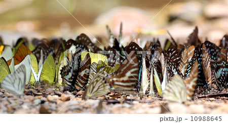 Butterfly Butterfly 10988645