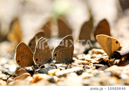 Butterfly 10988646