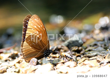 Butterfly 10988647