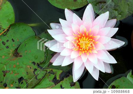 Lotus Flower Lotus Flower 10988668