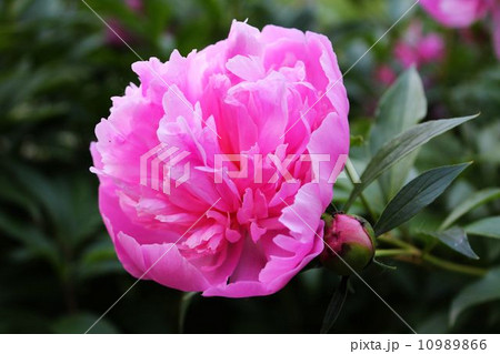 Peony flower Peony flower 10989866