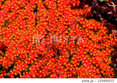 ホシゾラワラエビ 10989933