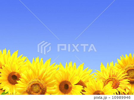 Border with sunflowers 10989946