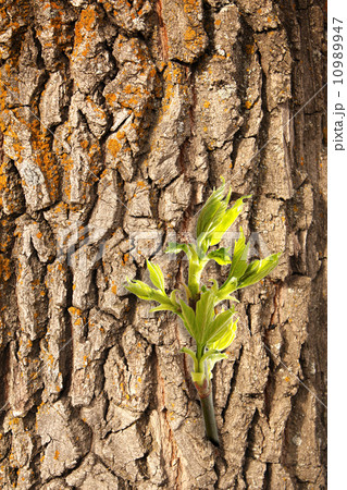 New leaf on old bark New leaf on old bark 10989947
