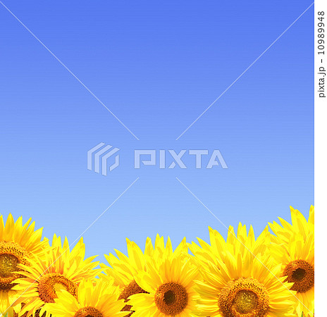 Bright yellow sunflowers 10989948