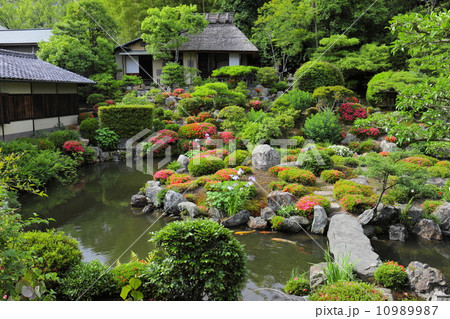 等持院　庭園のサツキと芙蓉池 10989987