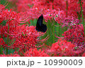 クロアゲハ蝶と曼珠沙華「秋」 10990009