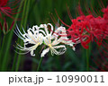 白い曼珠沙華「秋」 10990011