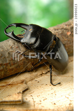 ラマヒラタクワガタ ラマヒラタクワガタ 10990023