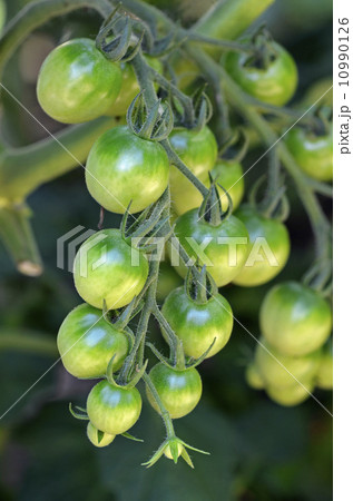 ミニトマト 10990126