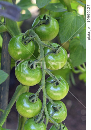 中玉トマト 10990127