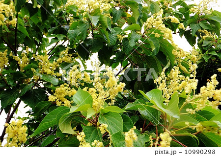 赤芽柏シリーズ（雄花　爽やかな初夏　満開） 10990298