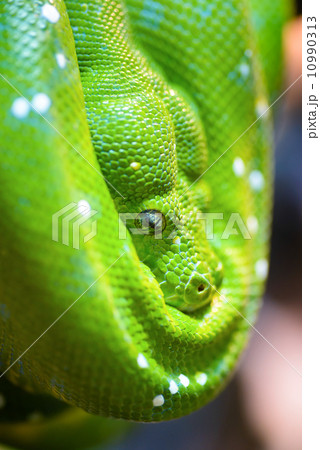 Green tree python 10990313