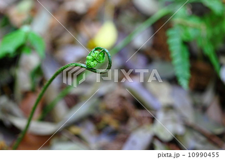 オオカナワラビ（大鉄蕨） 10990455