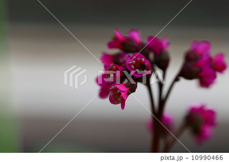赤花ヒマラヤ雪の下 赤花ヒマラヤ雪の下 10990466