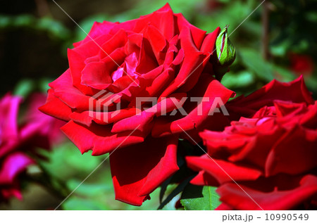 バラ アメリカーナ バラ アメリカーナ 10990549