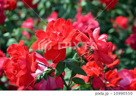 赤いバラ 赤いバラ 10990550