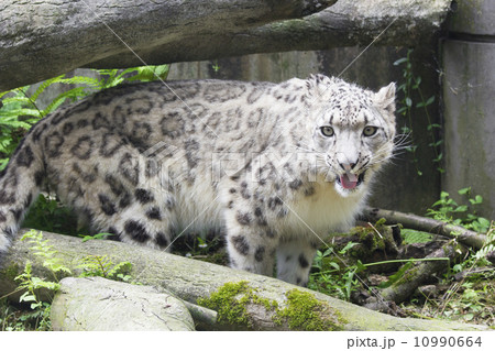 ゆきひょう 10990664