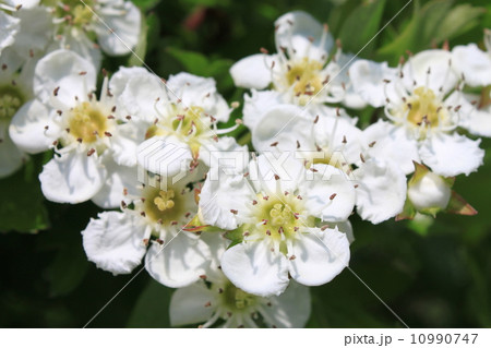 サンザシの花の写真素材