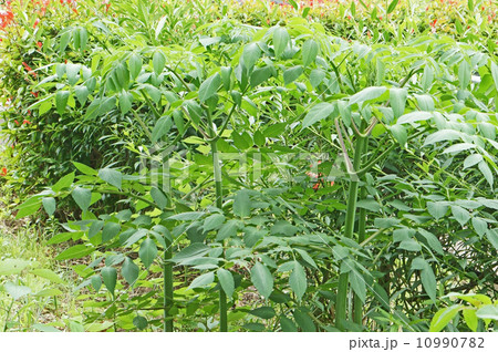 皇帝ダリアの葉 10990782