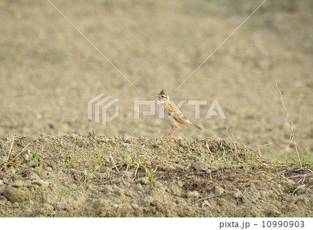 ひばり ひばり 10990903