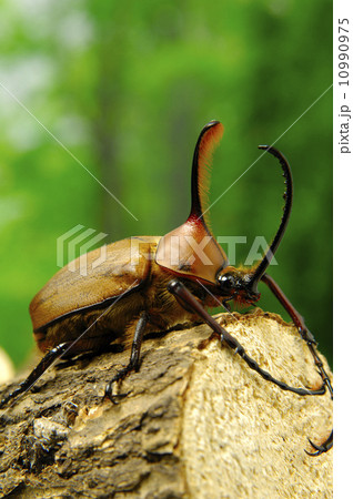 エアクスタテツノカブト 10990975