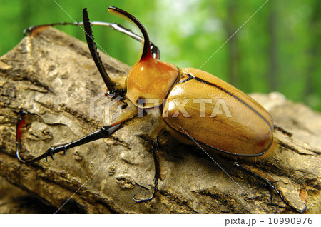 ノコギリタテツノカブト 10990976