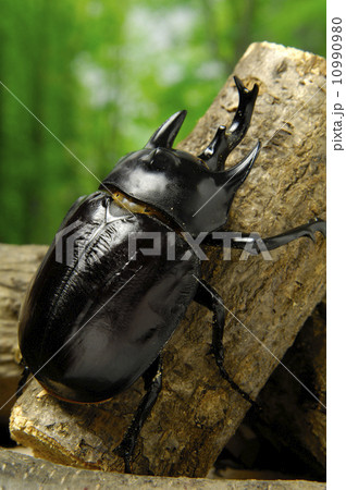 アクティオンゾウカブト 10990980