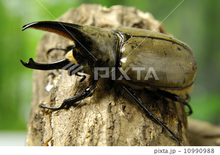 グラントシロカブト 10990988