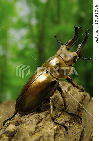 ローゼンベルグオウゴンオニクワガタ 10991006