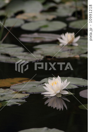 スイレン スイレン 10991218