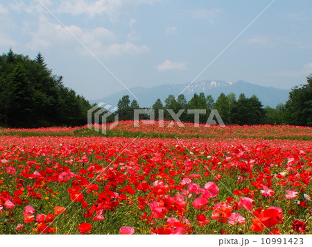 ポピー畑 ポピー畑 10991423