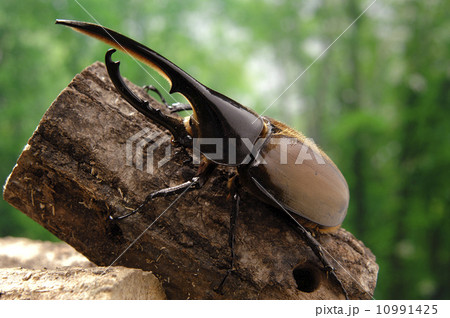 ヘラクレスエクアトリアヌス ヘラクレスエクアトリアヌス 10991425